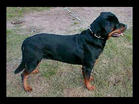ARKO DE BREOGAN