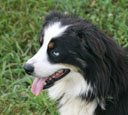 Timberline's Blue Eyed Opal