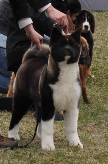 Woorlock Iron Maiden