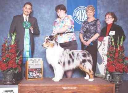 AKC GCH UKC CH Graffiti Wildcard of RyanCreek