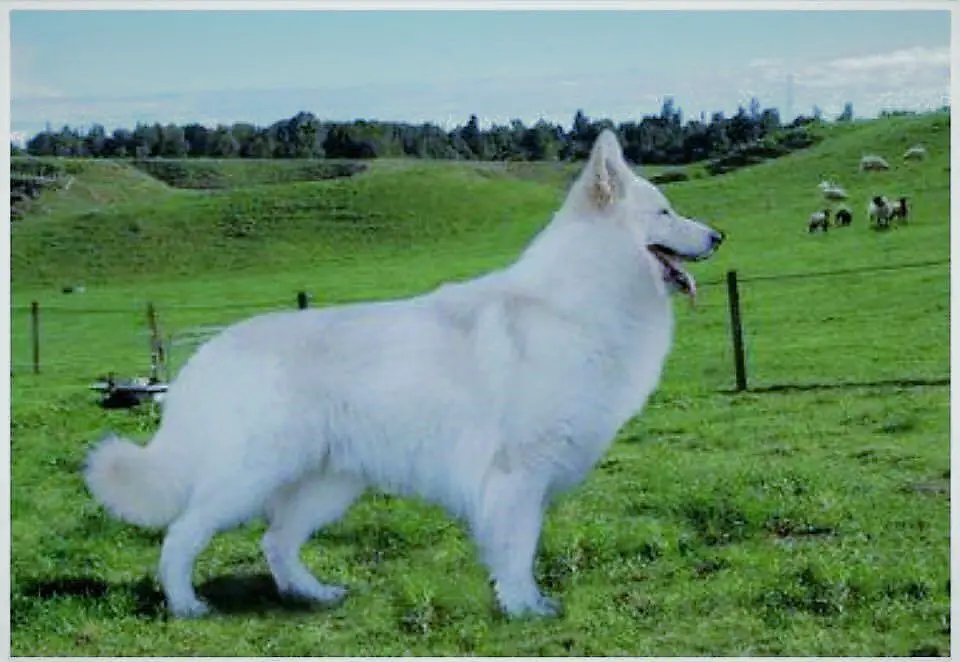 	  Jeepo Shammar Wolfpack 2007