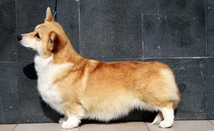 Smile May Heart Angel Guardian