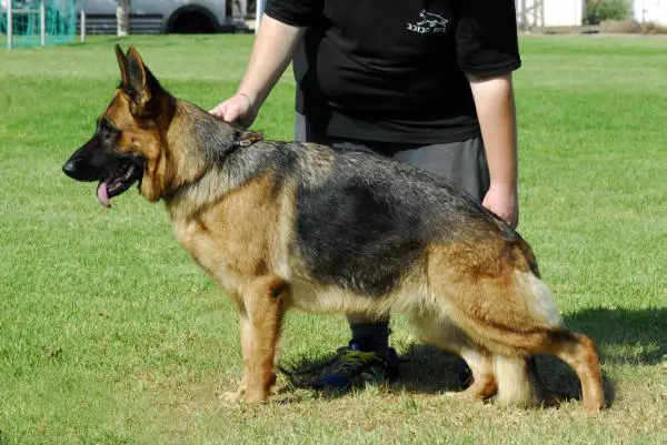 Chelsea Brigadir Gerad