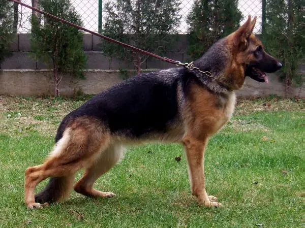 Diva Topolovnicka (2011)