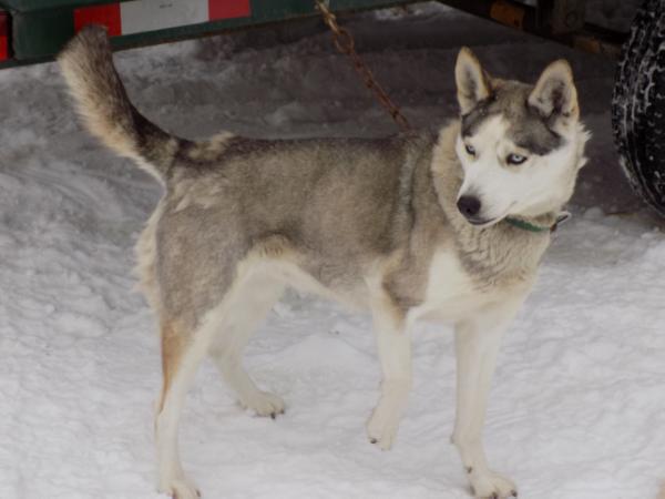 Starfire's Nostalgic Nala 91.65