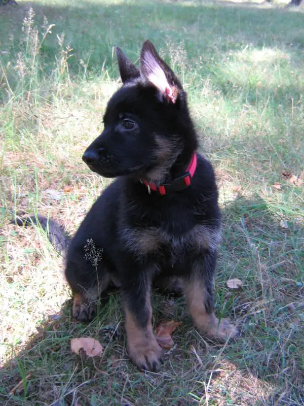 Gold Grube Berna von Lorden Heus