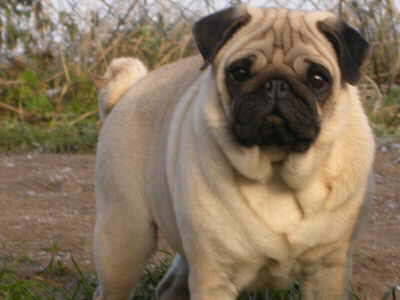 Whoopy von den Seuten Snuddelbuddels