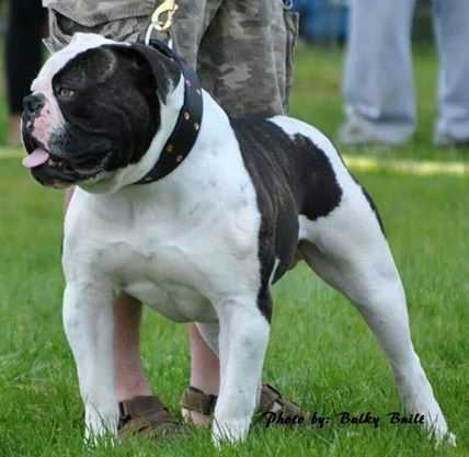 TNT's Byson