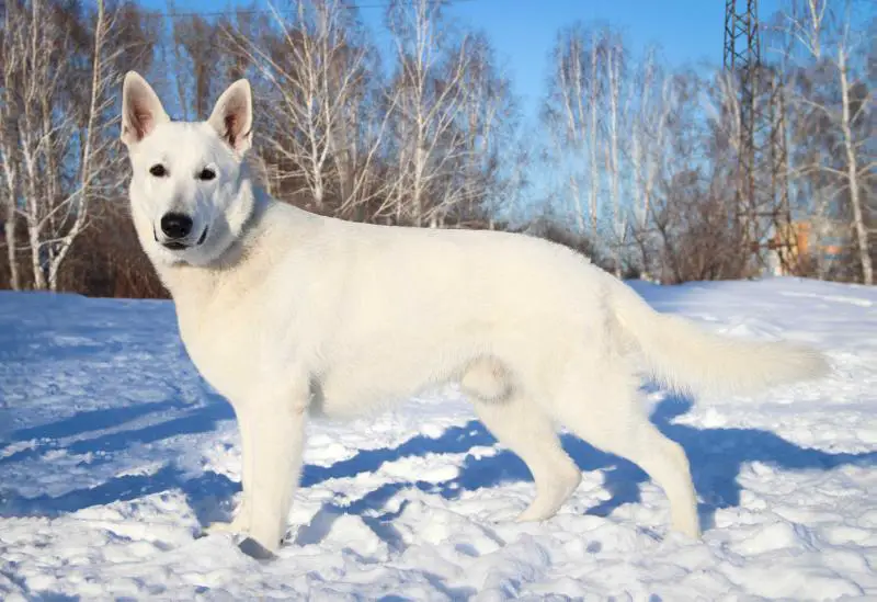 CH RUS, RKF, Club Champion Dar North Wind