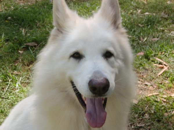 Kaiser Greif de Ancalu