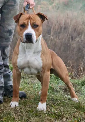 Moon Rock Landi's the River Moon