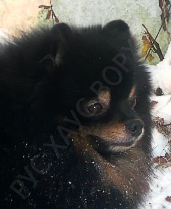 CH.RUS/CH.RKF Rus Haus Vorhut Big Ben