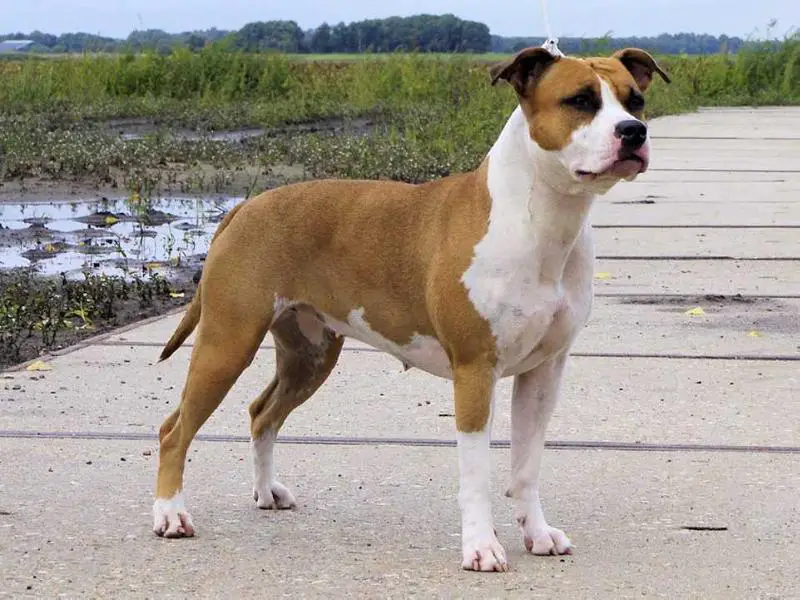 Wizage Exelion's Exclusive Edition