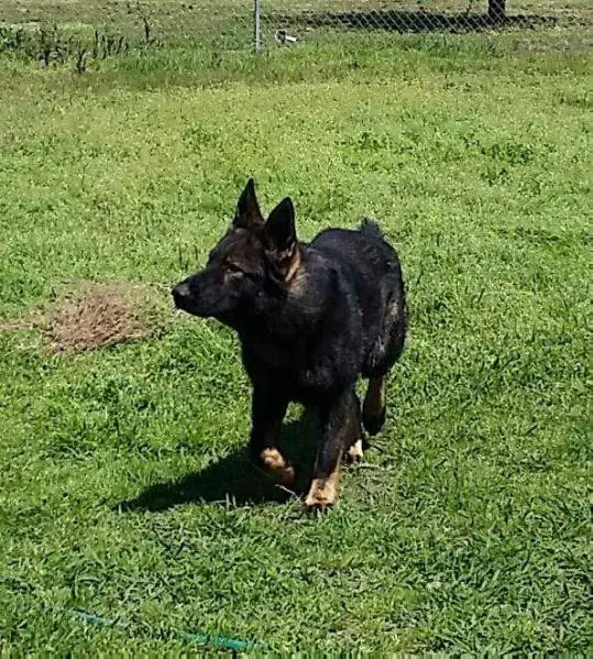 Stryker Raney's Top K9