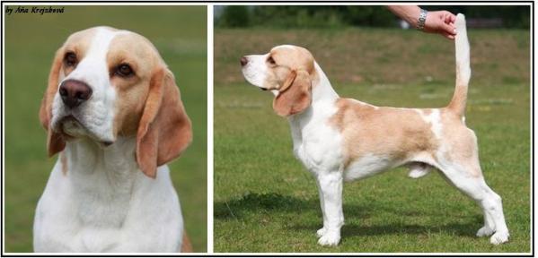 CH Delight So Bright Alikiss