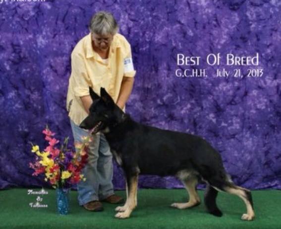 UKC CH Hausmekon's Karate Kid