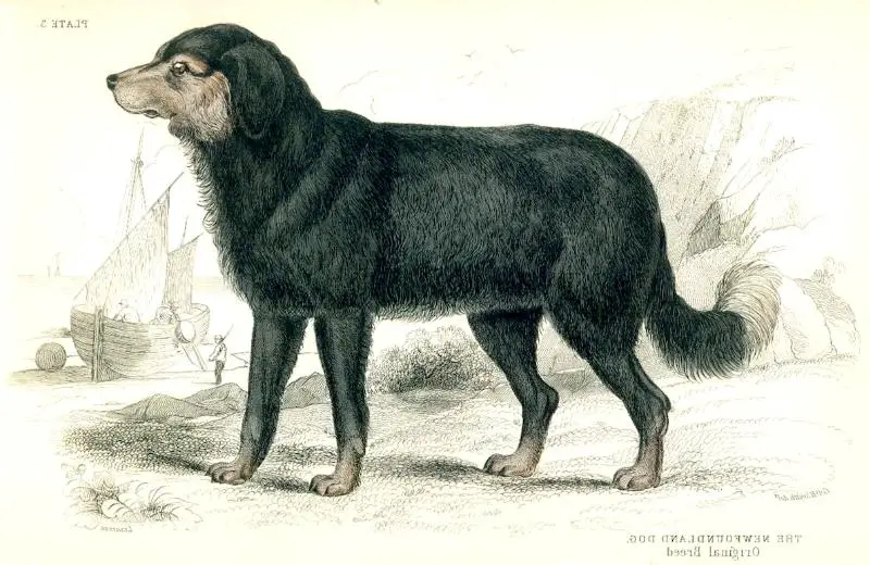 The Newfoundland Dog of c.1840