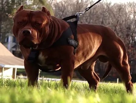 DDK9's The General
