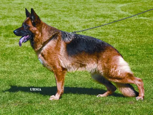 VA F Ghyn du Mazet des Salins