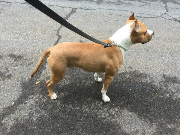 Ch Aiyana Cimar's Hakuna Matata