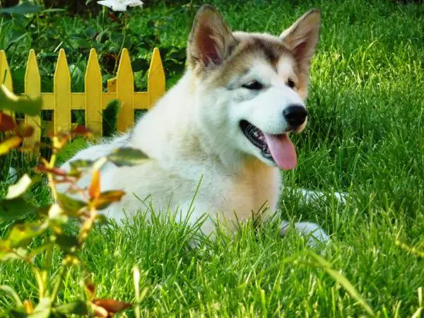 Wild alaskan teyah illa kuvianartok