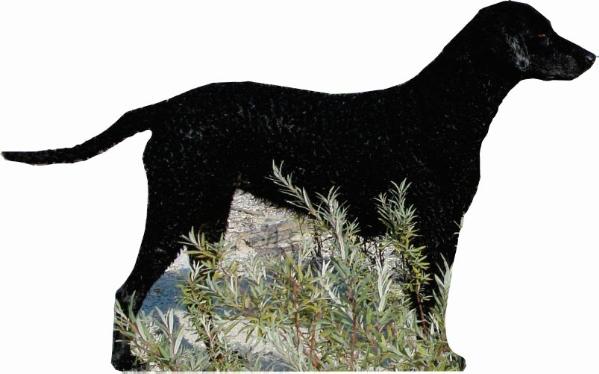 JCH/CH/CIE/CIB Heidi Angels of Baranya