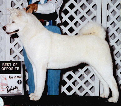 AKC CH Royal's R C Uncola