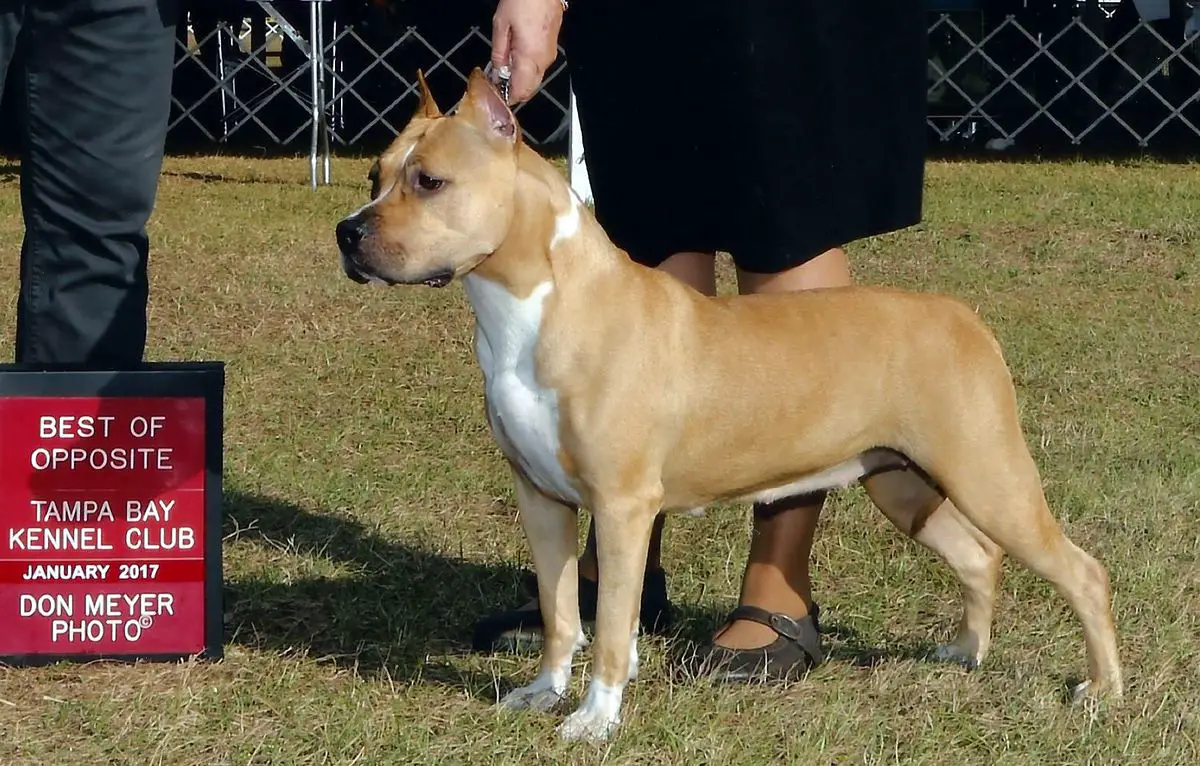 AKC Major Pointed Royal Court Color Me Winning of ToKalon