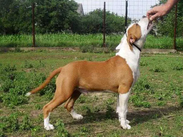 Rank Among The Best Charlie