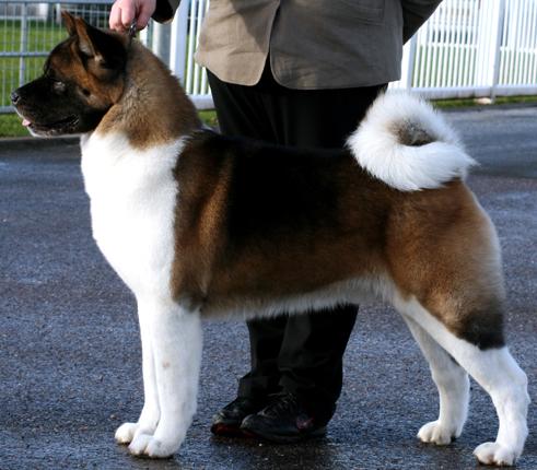 Anshee Heads N Tails Over Whitewreath