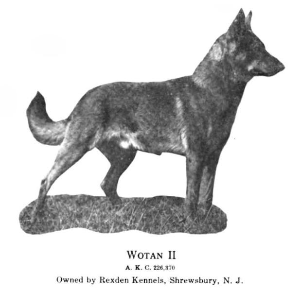 Wotan II (1916) AKC 226370