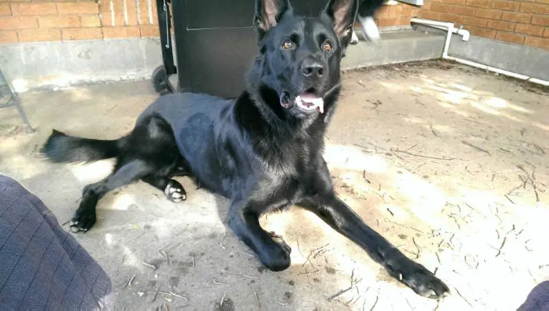 Saxon Vom Hiddenhaus