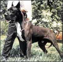 CH (POL) GRISHA ORLOV Herbu Zadora