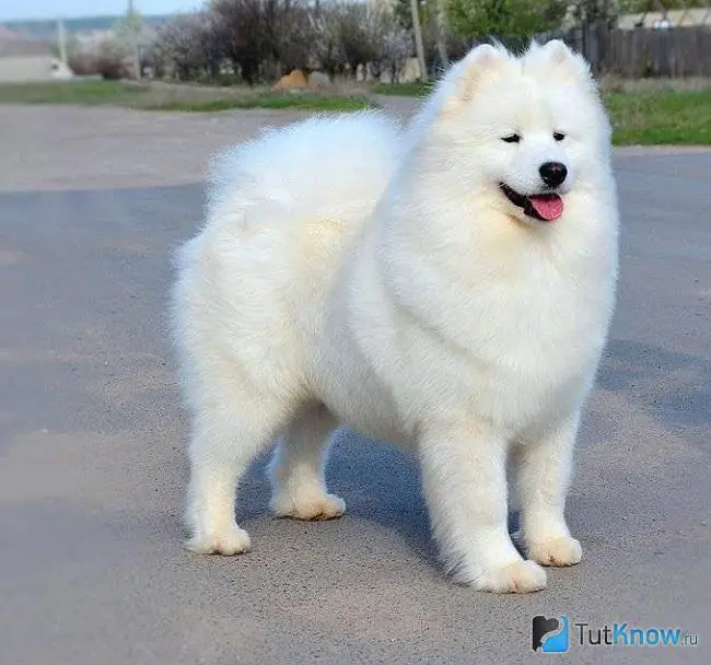 JCH BY,BREED, GRAND, CH BY,BREED IZVESTNAJA PERSONA S HUTORA DYKANKI