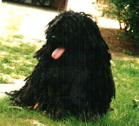 HJCH, JCL.W, JWW Pusztacsillag Csábos