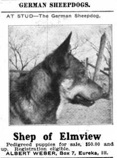 Shep of Elmview