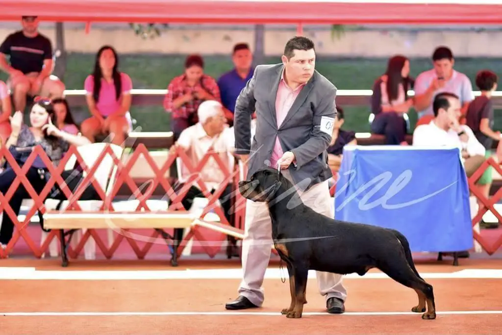 CH SAL, CHCUZ,CHSALJr, CHCUZJr, BOB ALL 2016, 8ND TOP TEN Meister jager de la casa oro negro
