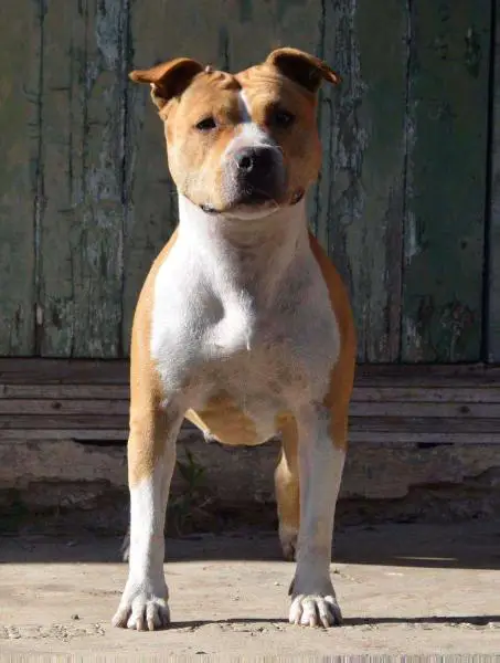 orybull sethuya sumika