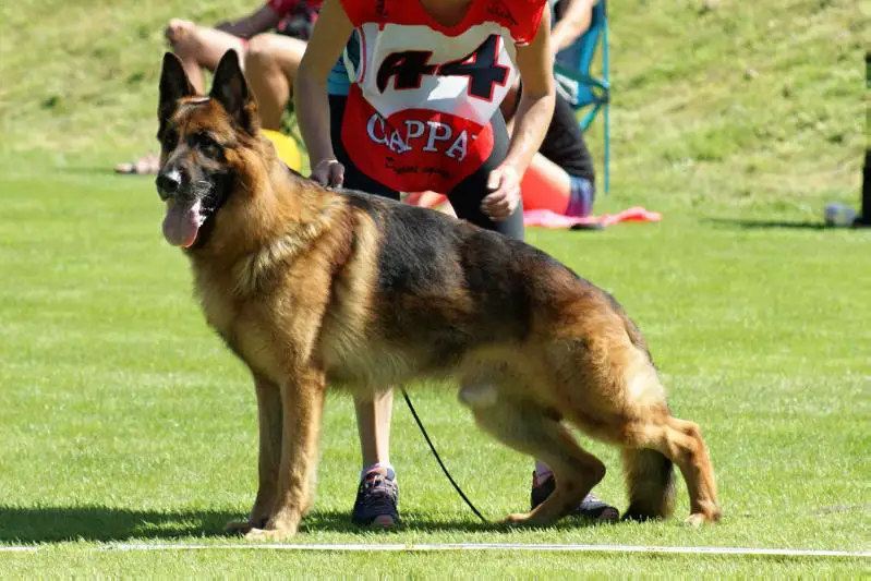 BOB, CAC CZ, 2x V.tř. Dax Fabare Bohemia