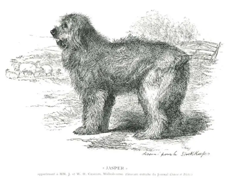 Jasper (c.1897) [W.H. Charles, Wellesbourne]
