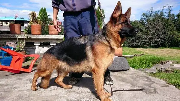 SG2 EC 2014, V5 EC 2015 Kiara Di Casa Caputi