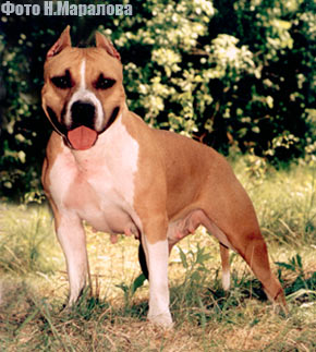 ALLAST PRESTIGE LU LU