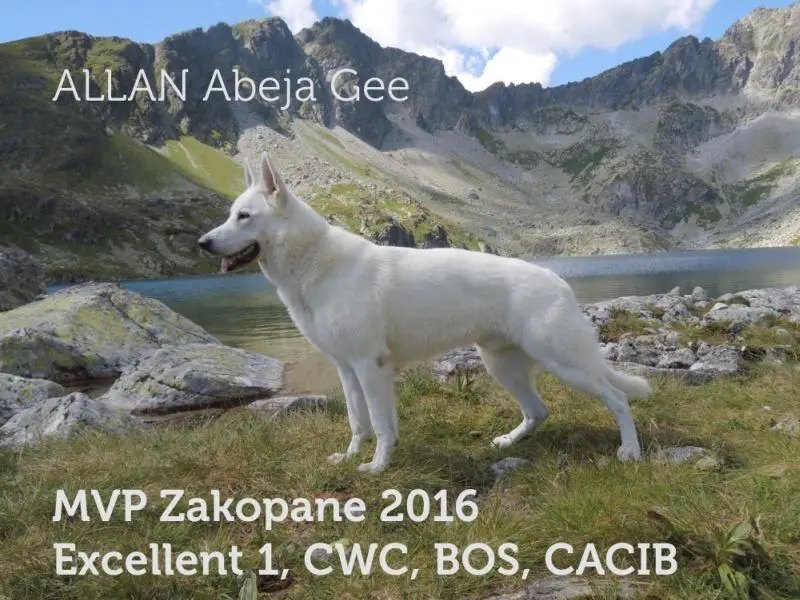 BOS, CACIB Allan Abeja Gee