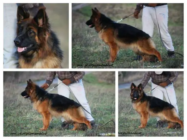 SG Quaxi vom Frankengold