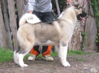AKC CH Alchemist King Of Deroal