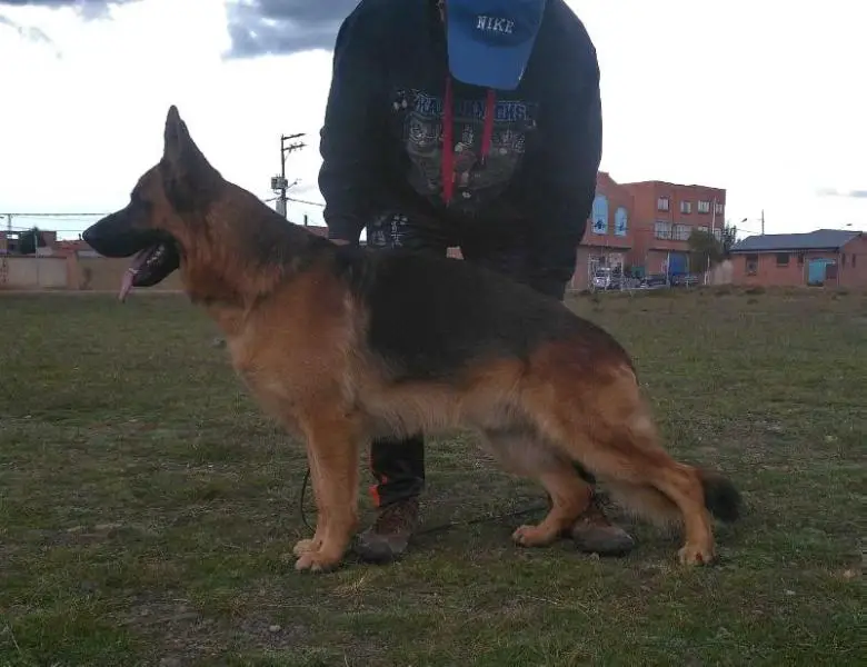 Jo. Ch. Bol. Ch. Bol. Bruno de Suyana