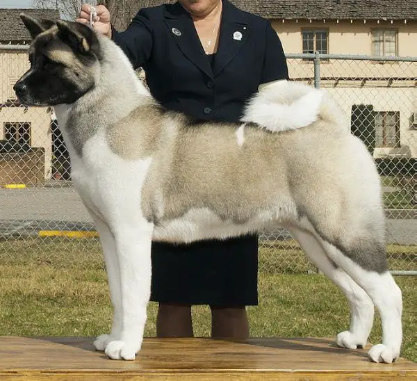 AKC CH Alchemist Belle Of The Ball