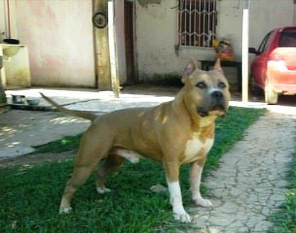 LEAO JP DO AMERICAN PRIDE