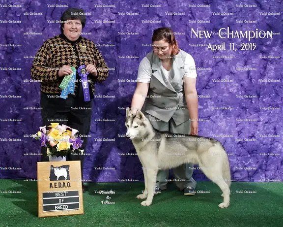 UKC CH Yuki Ookami’s Ash