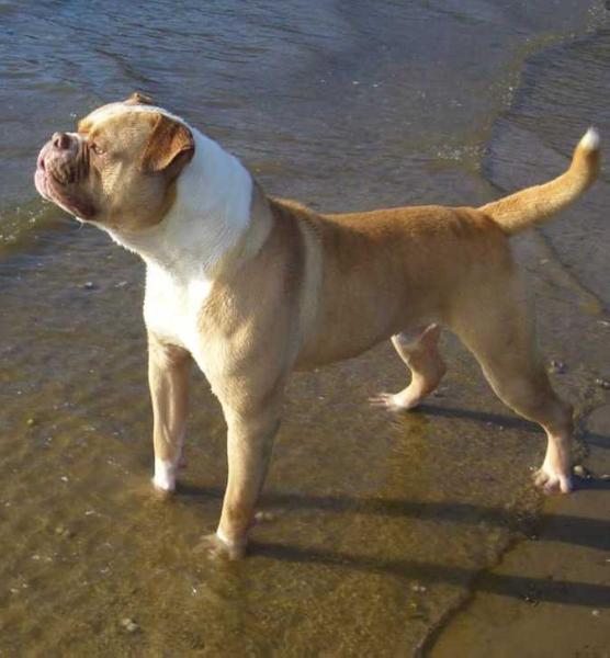 Billy bulldog Bad Boy Red